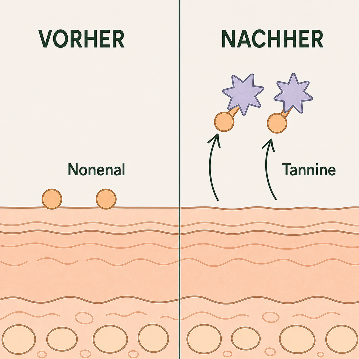 Vorher / Nachher: das durch die Kaki-Tannine neutralisierte Nonenal